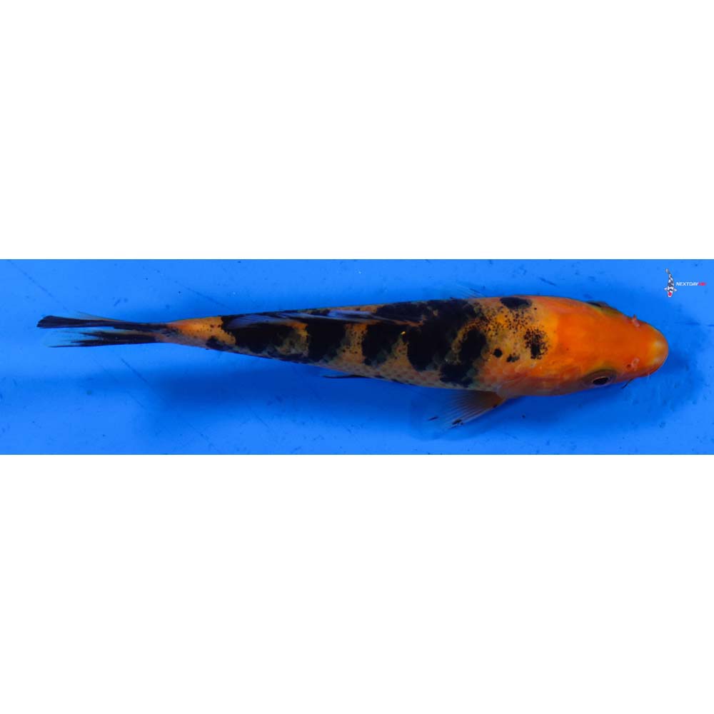 4” Imported Aka Bekko