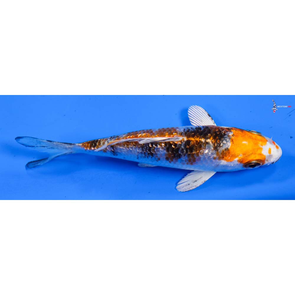 4” Imported Gin Rin Yamato Nishiki