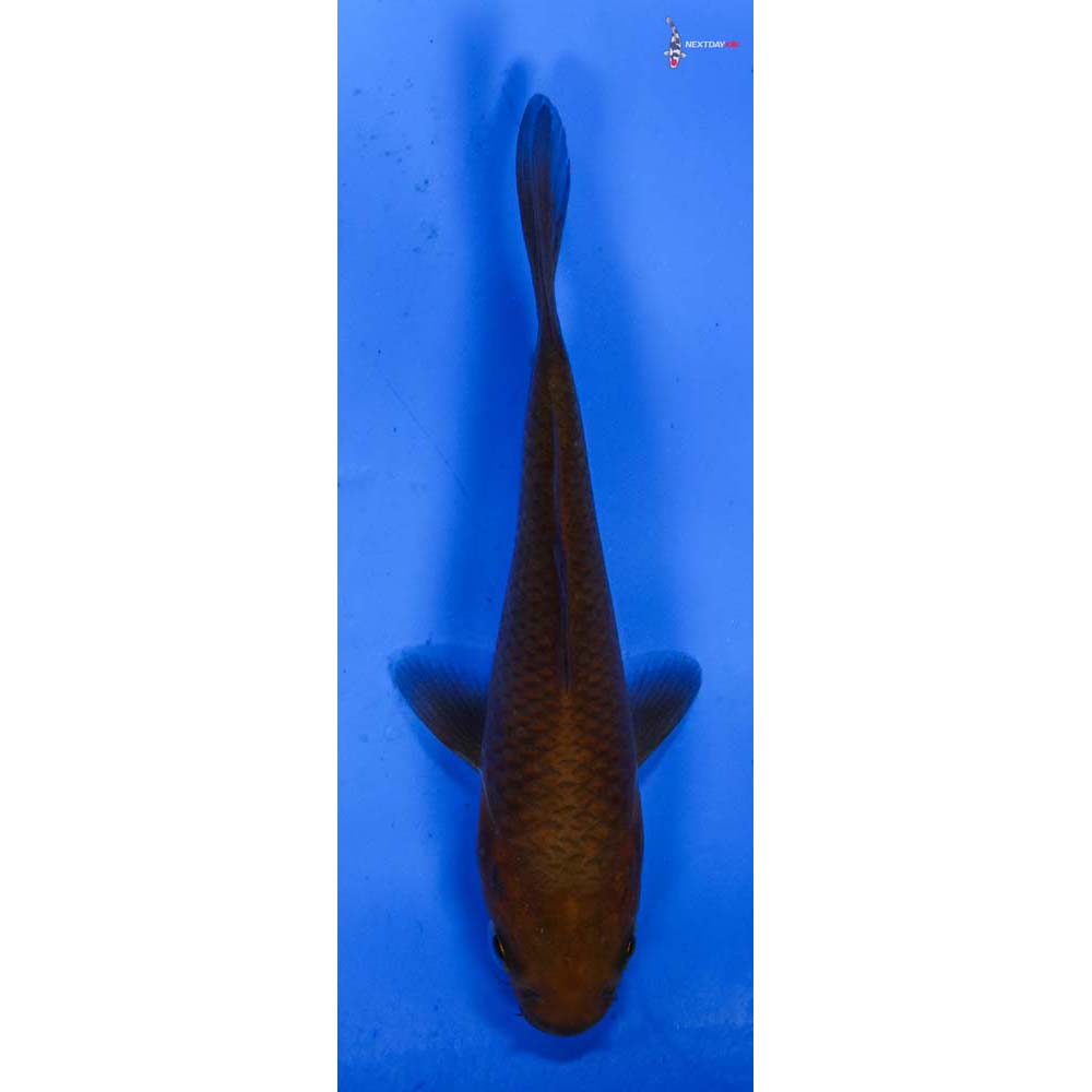 4” Imported Chagoi
