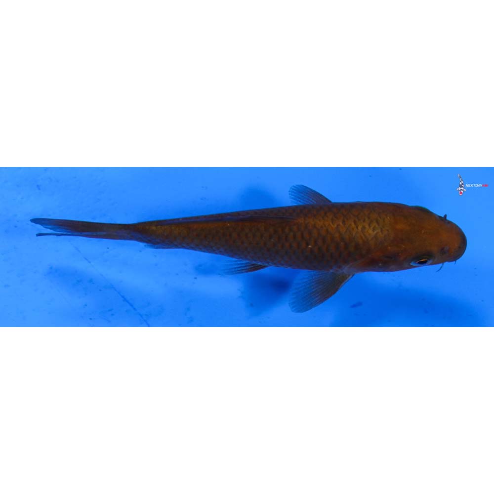 4” Imported Chagoi