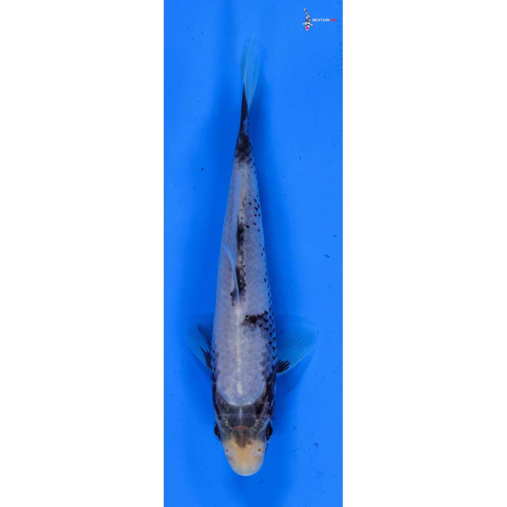 4.5” Imported Matsukawabakke
