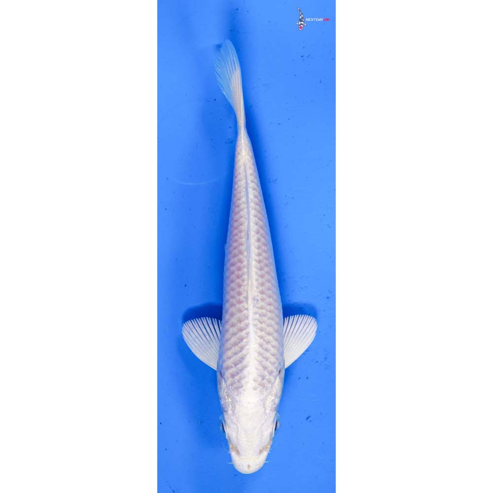 4.5” Imported Platinum Ogon
