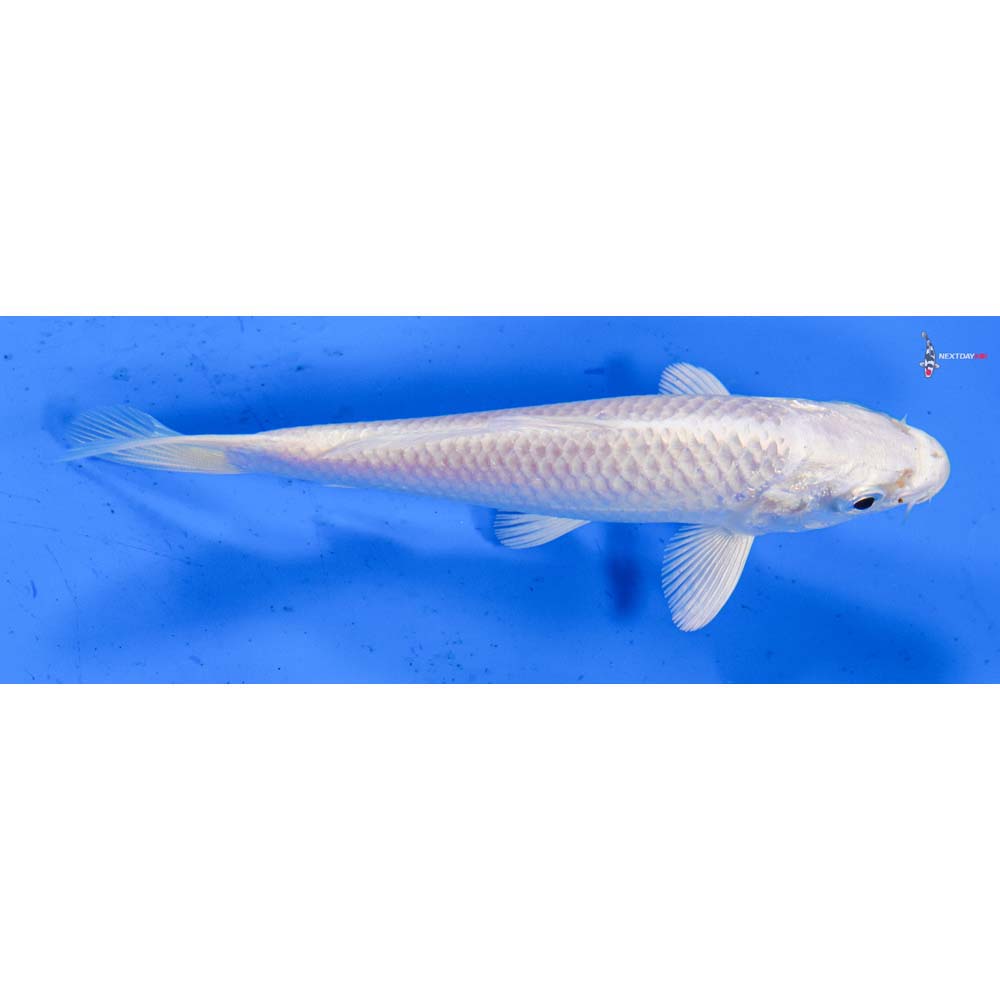 4.5” Imported Platinum Ogon