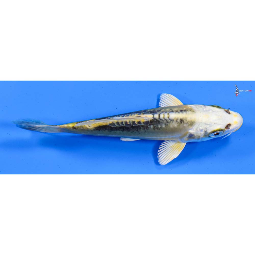 4.5” Imported Kin Kikokuryu