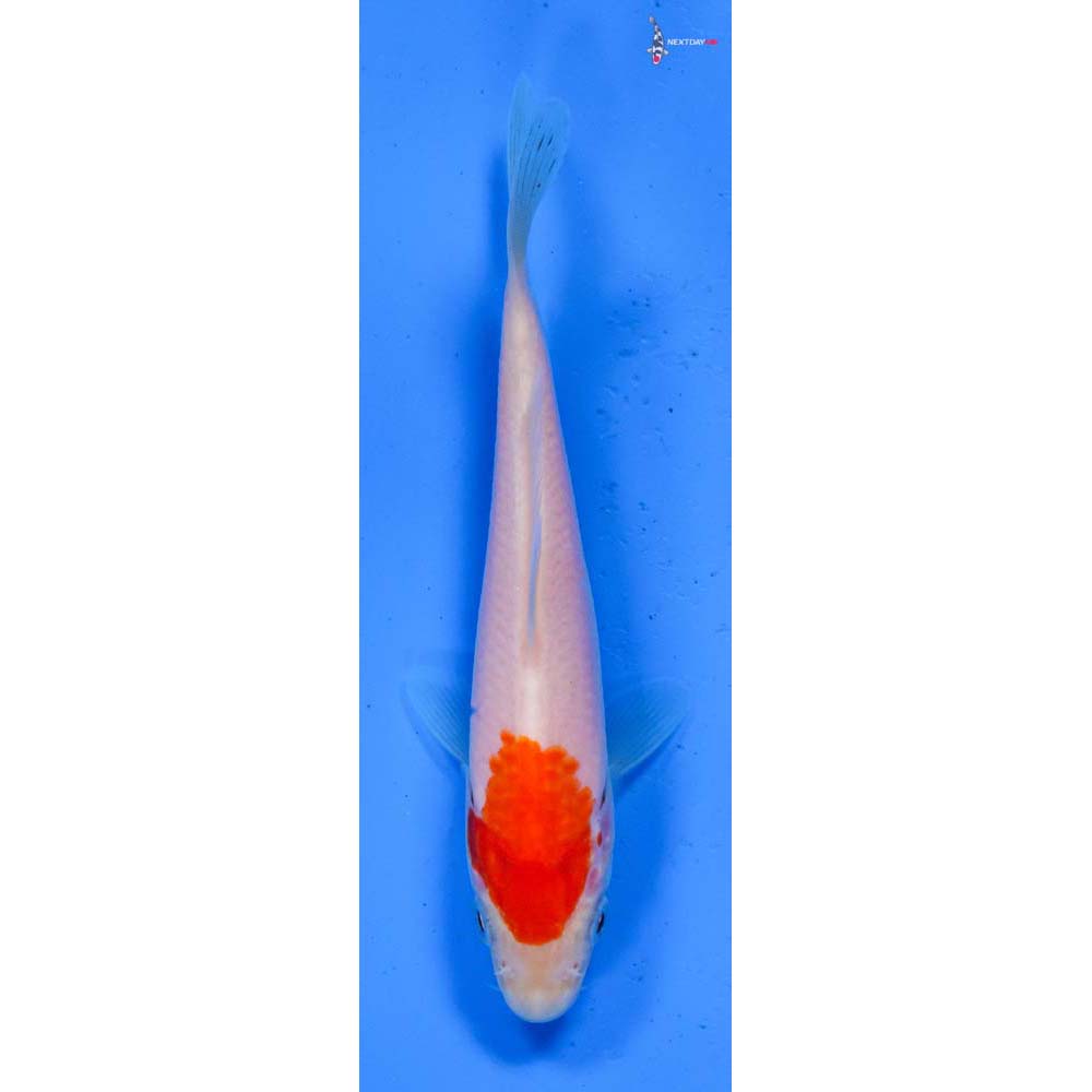 4.5” Imported Kohaku