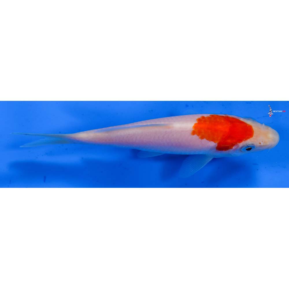 4.5” Imported Kohaku