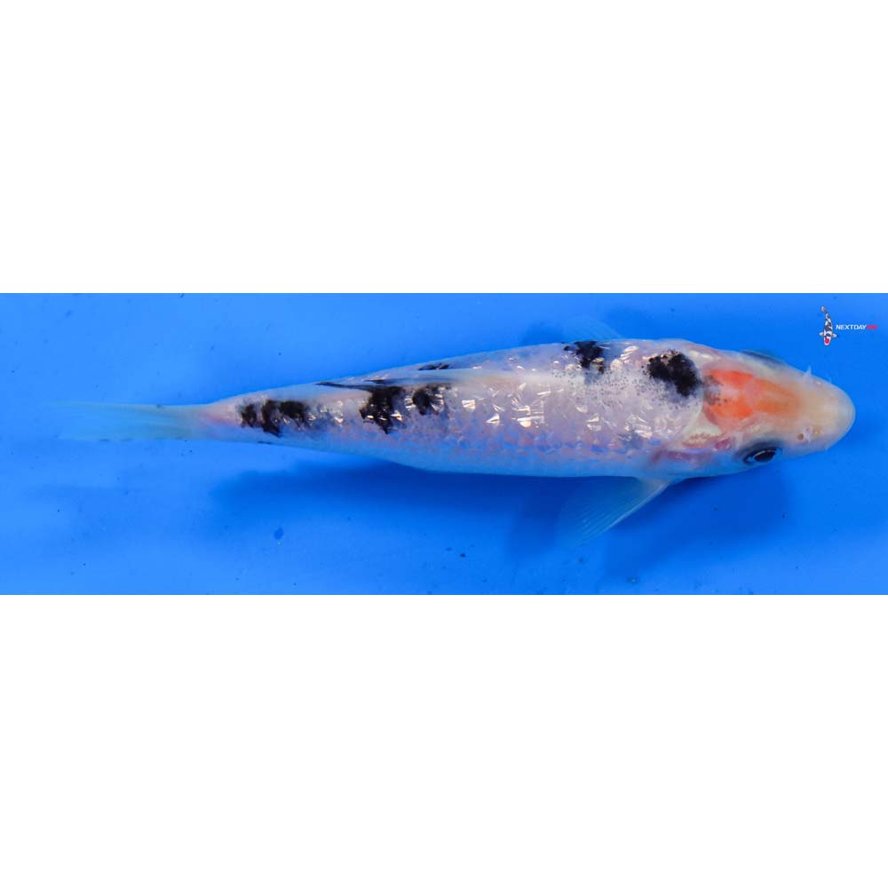 4.5” Imported Gin Rin Shiro Bekko