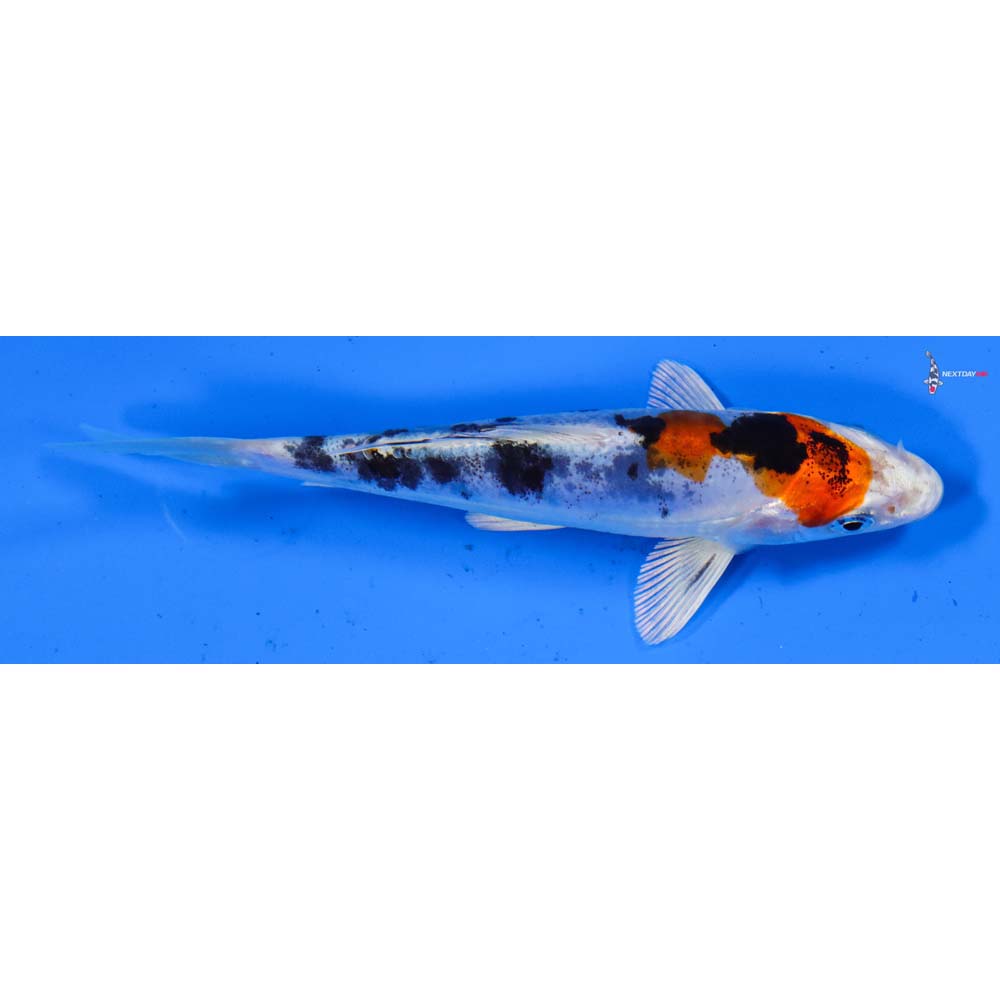 5” Imported Heisei Nishiki
