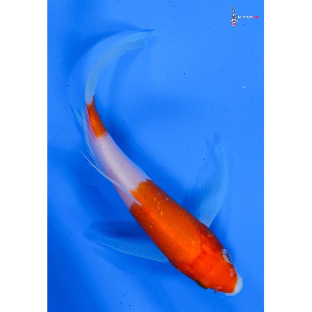 5” Imported Kohaku Butterfly Koi