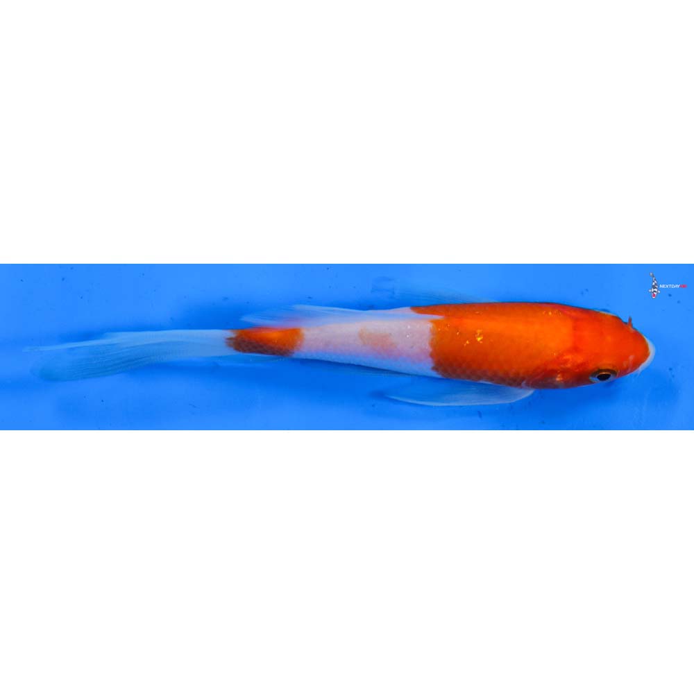5” Imported Kohaku Butterfly Koi