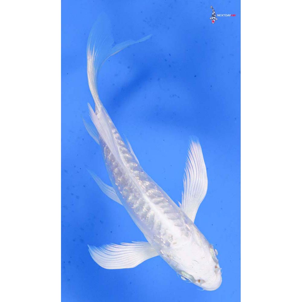 5” Imported Doitsu Platinum Ogon Butterfly Koi