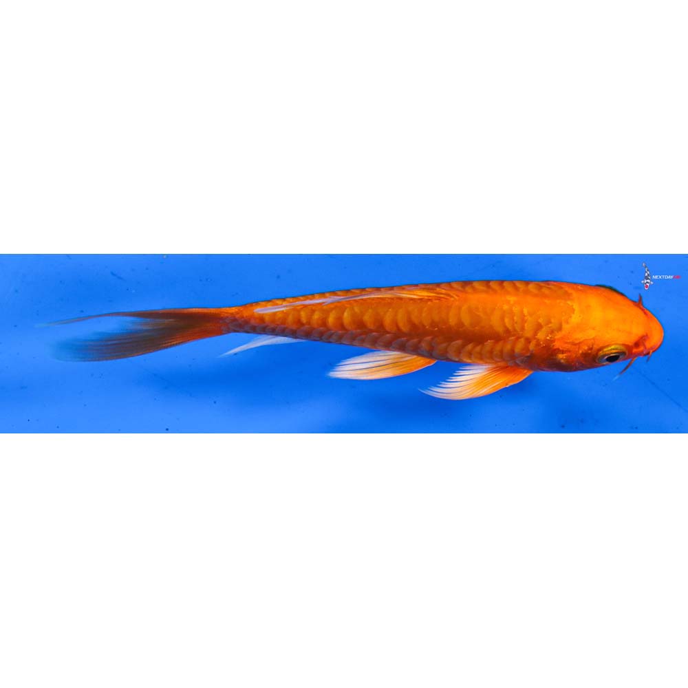 4.5” Imported Armor Scaled Orenji Ogon Butterfly Koi