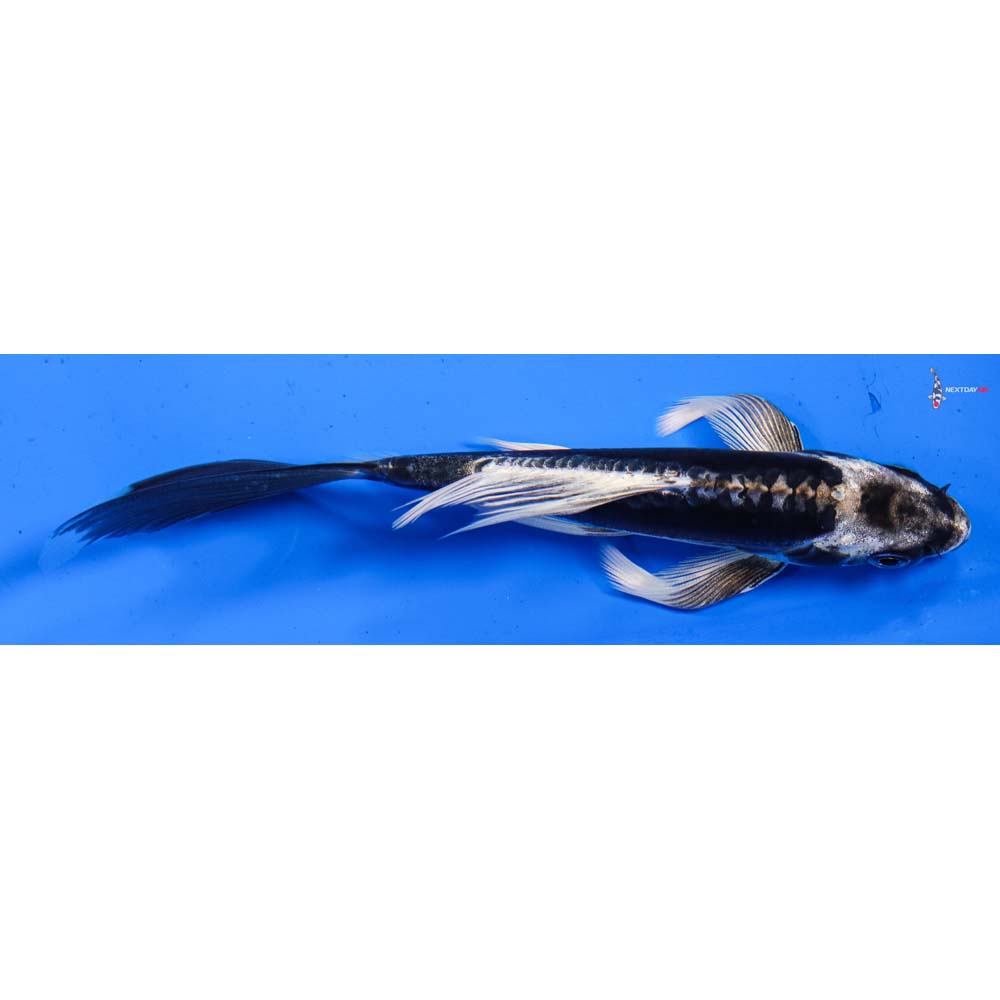 5.5” Imported Kikokuryu Butterfly Koi