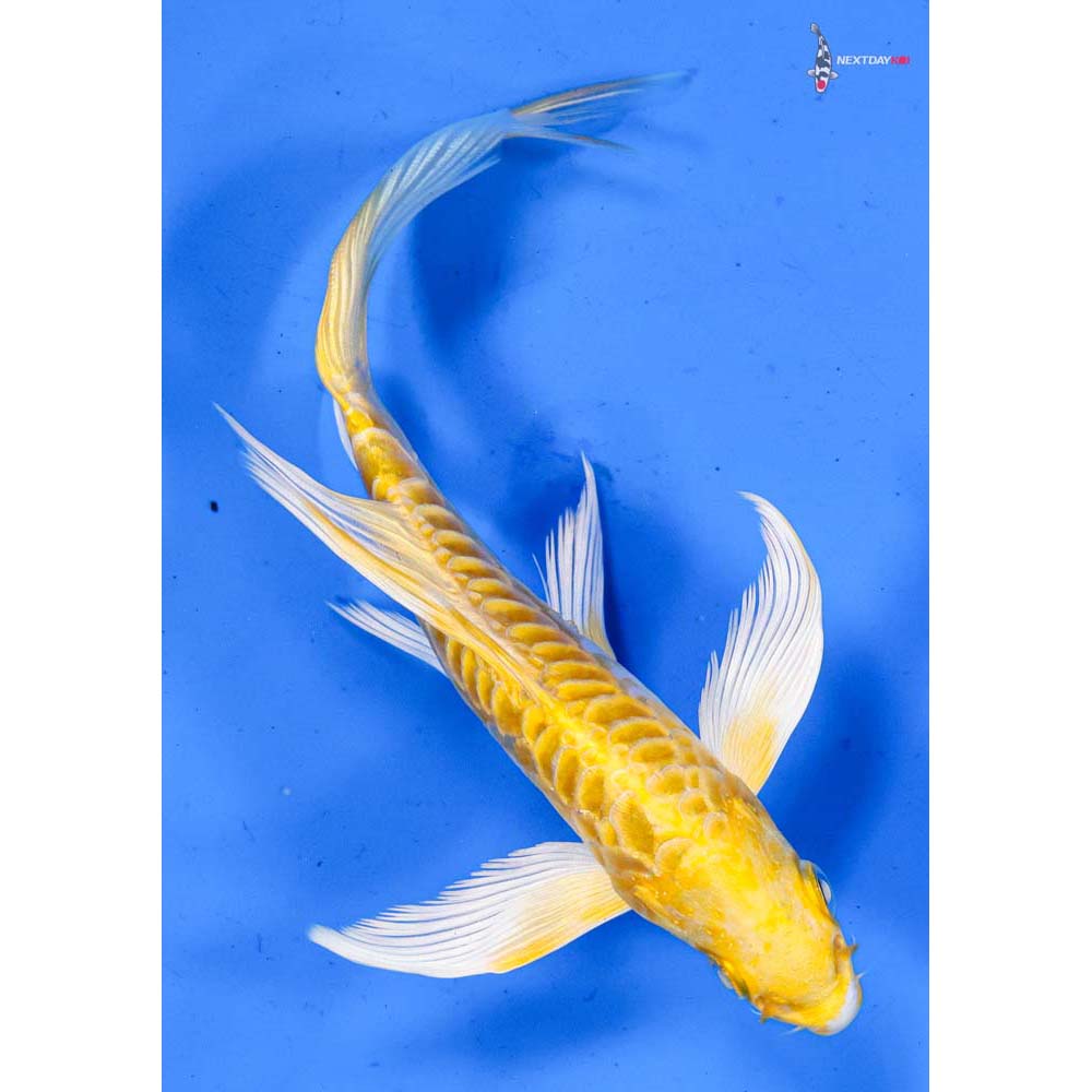 5.5” Imported Doitsu Yamabuki Ogon Butterfly Koi