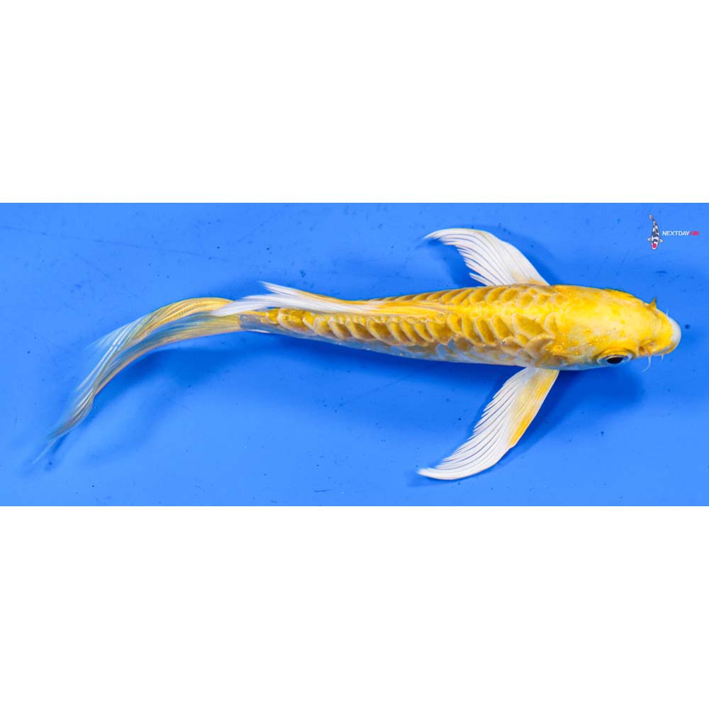 5.5” Imported Doitsu Yamabuki Ogon Butterfly Koi