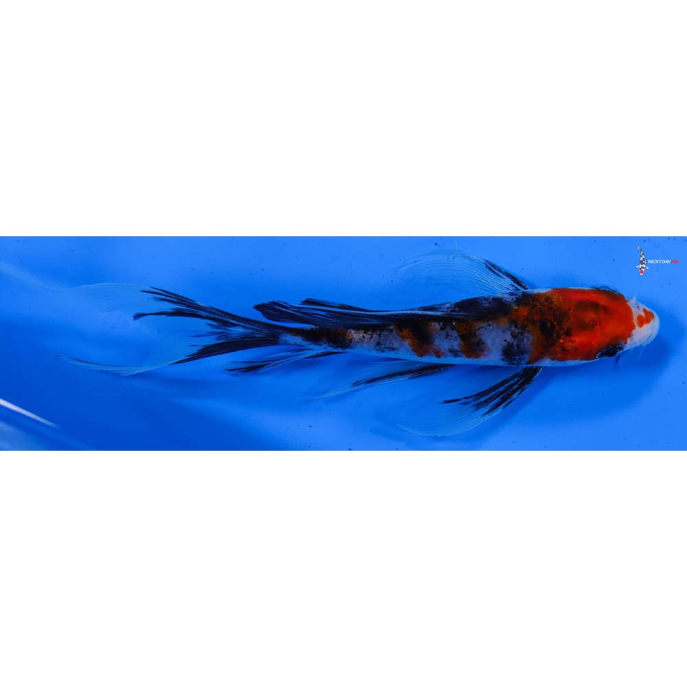 5.5” Imported Sanke Butterfly Koi