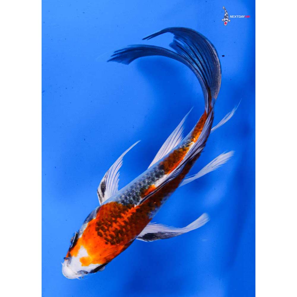 5.5” Imported Kujaku Butterfly Koi