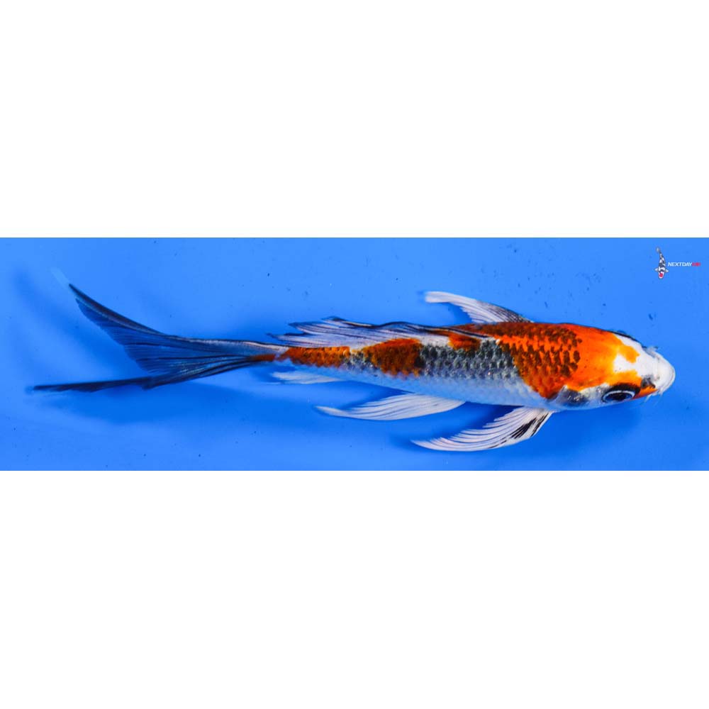5.5” Imported Kujaku Butterfly Koi