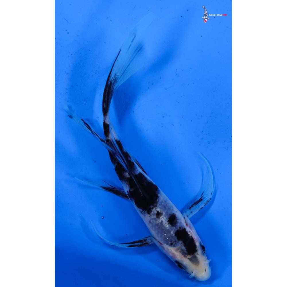 5.5” Imported Shiro Bekko Butterfly Koi