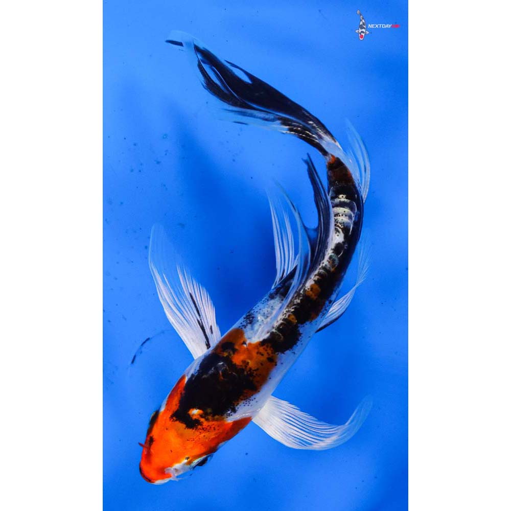 5.5” Imported Heisei Nishiki Butterfly Koi