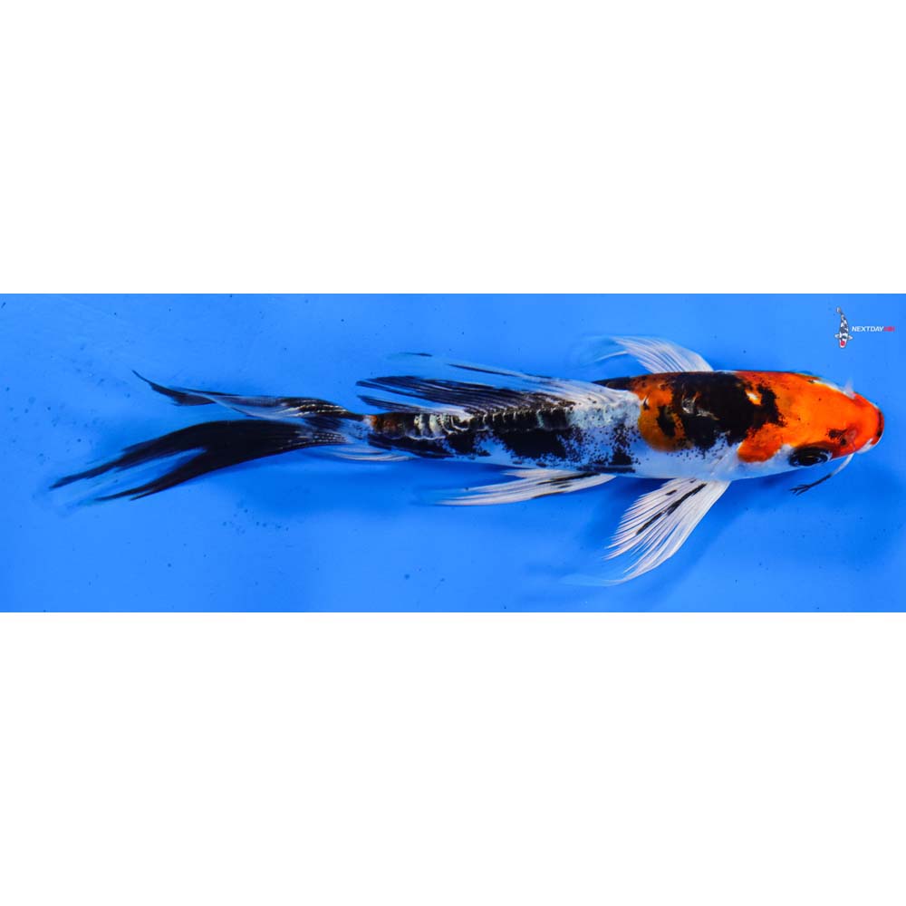 5.5” Imported Heisei Nishiki Butterfly Koi