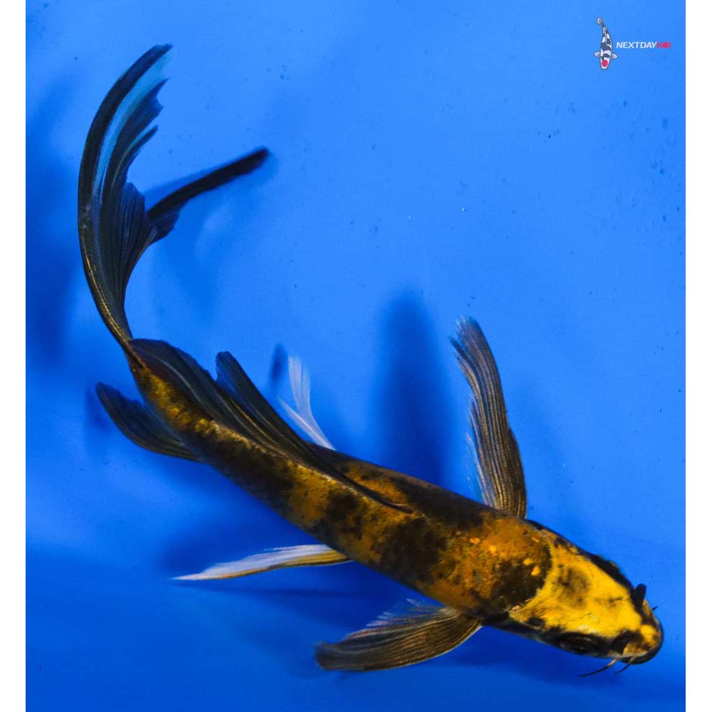6” Imported Kin Ki Utsuri Butterfly Koi