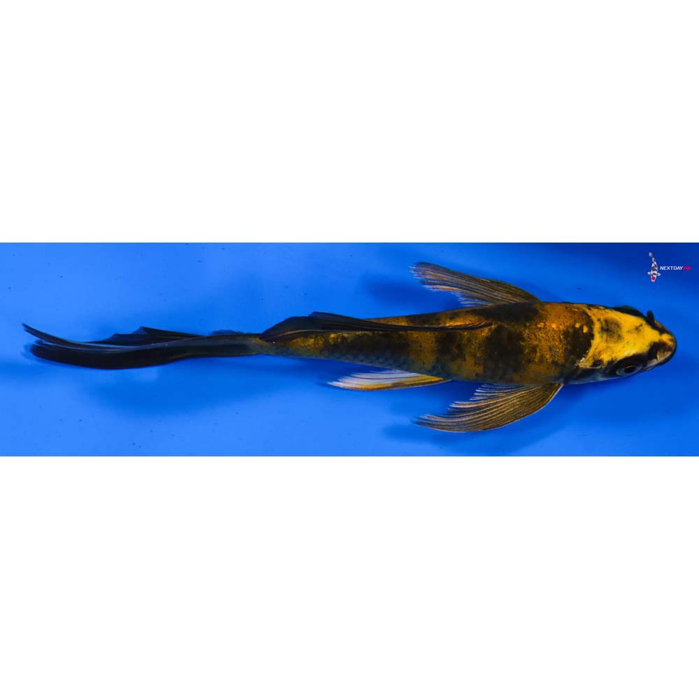 6” Imported Kin Ki Utsuri Butterfly Koi