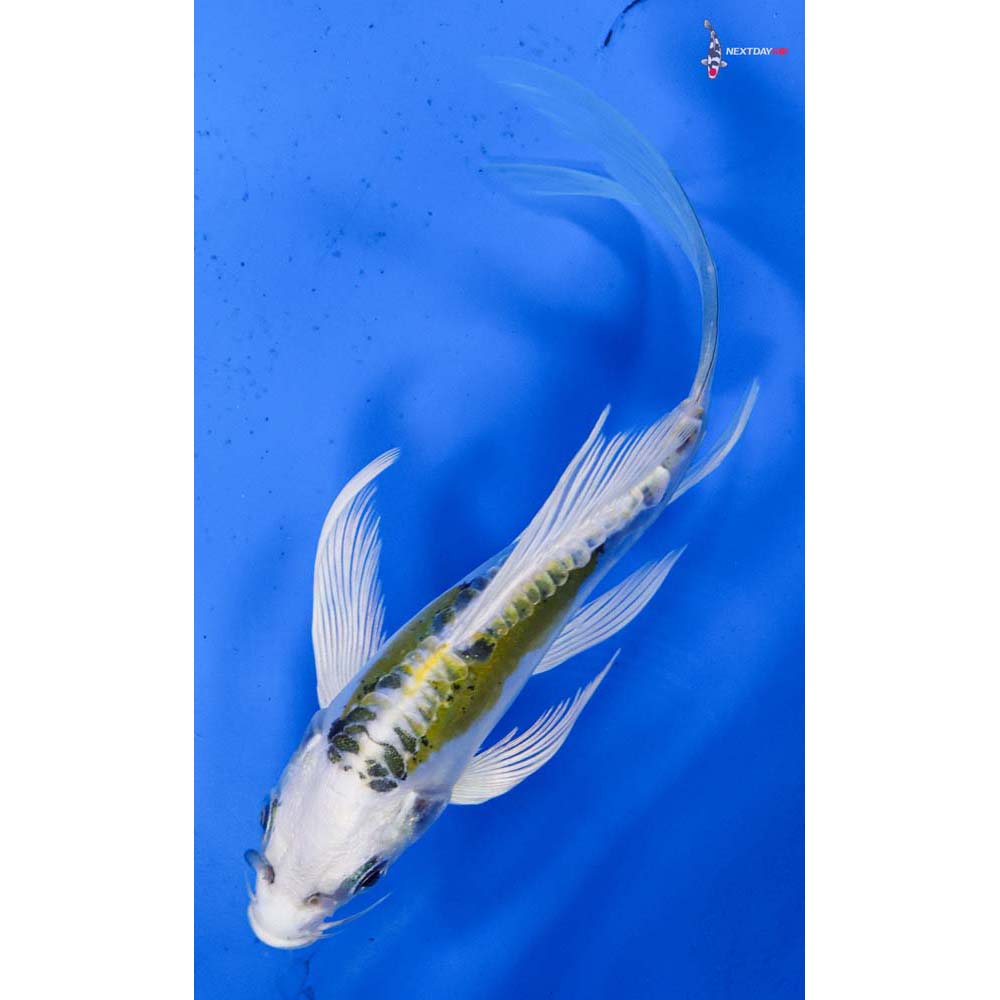 4.5” Imported Heisei Nishiki Butterfly Koi