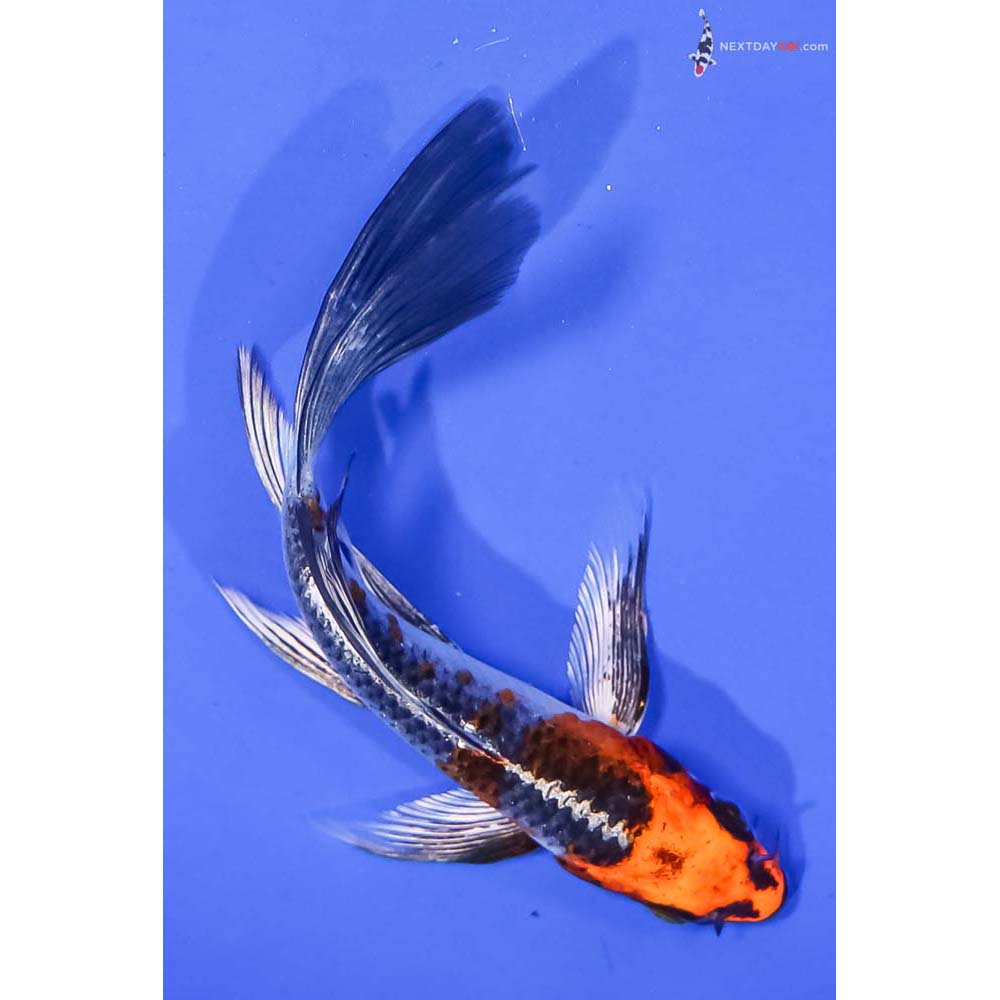 5.5” Imported Kujaku Butterfly Koi