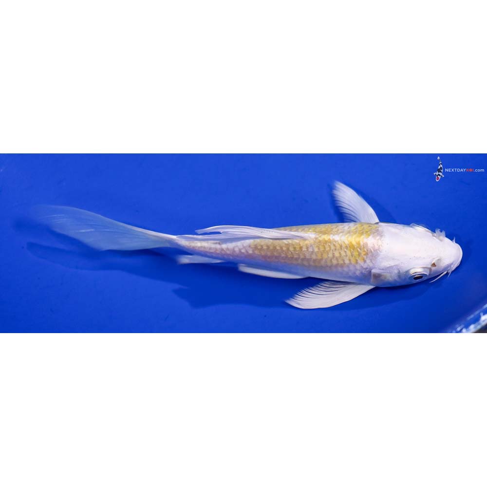 5.5” Imported Lemon Hariwake Butterfly Koi