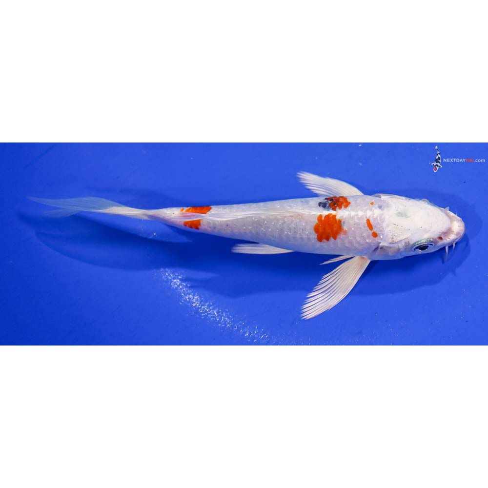 6” Imported Yamato Nishiki Butterfly Koi