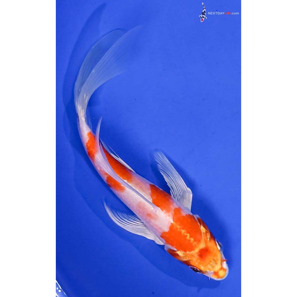 6” Imported Hariwake Butterfly Koi