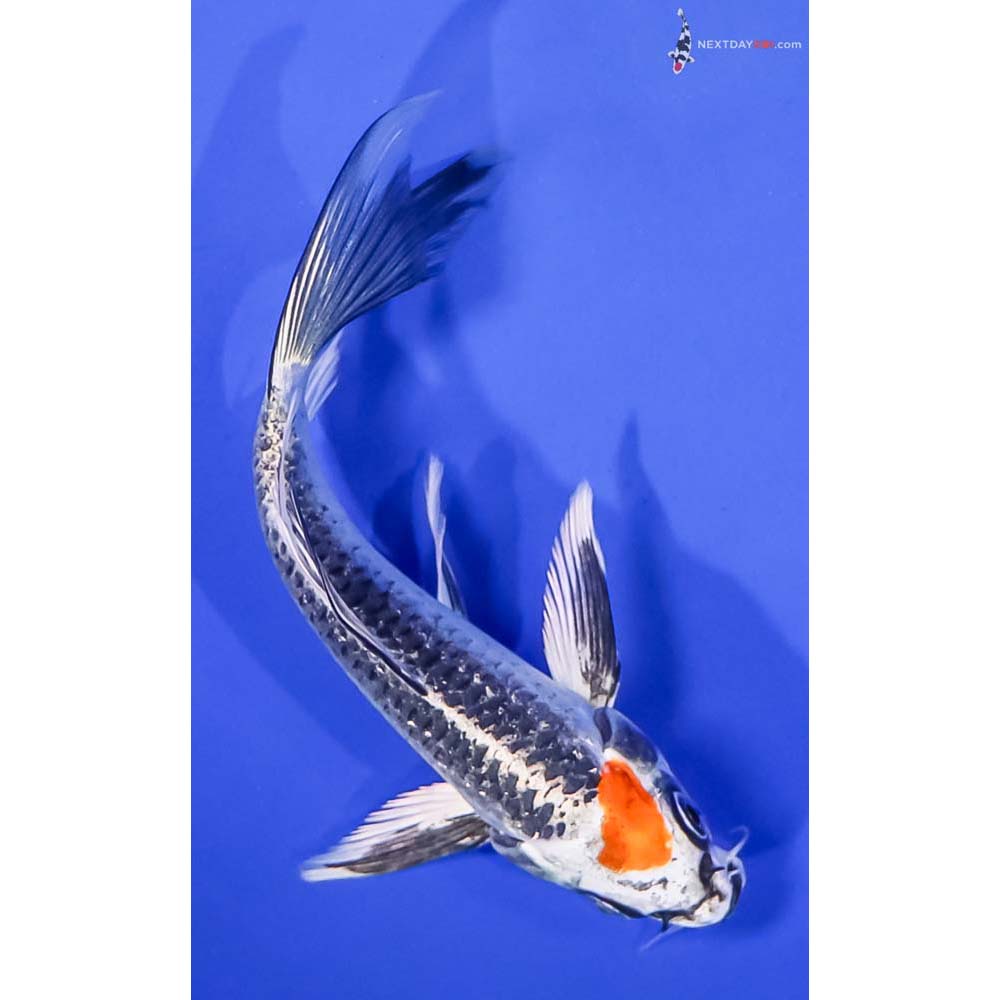 5.5” Imported Kujaku Butterfly Koi