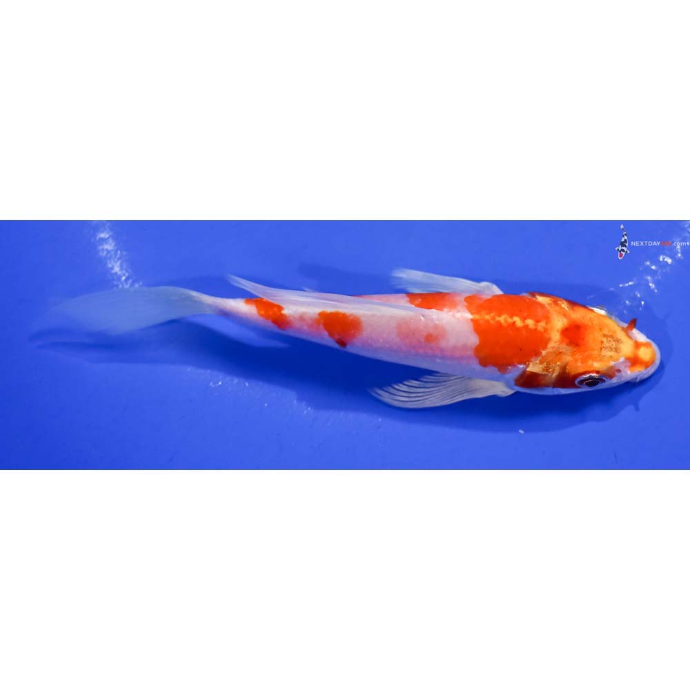 6” Imported Hariwake Butterfly Koi