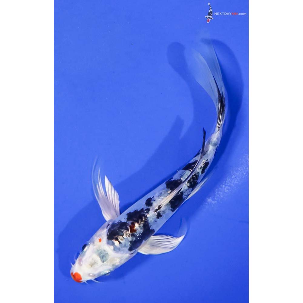 6” Imported Heisei Nishiki Butterfly Koi