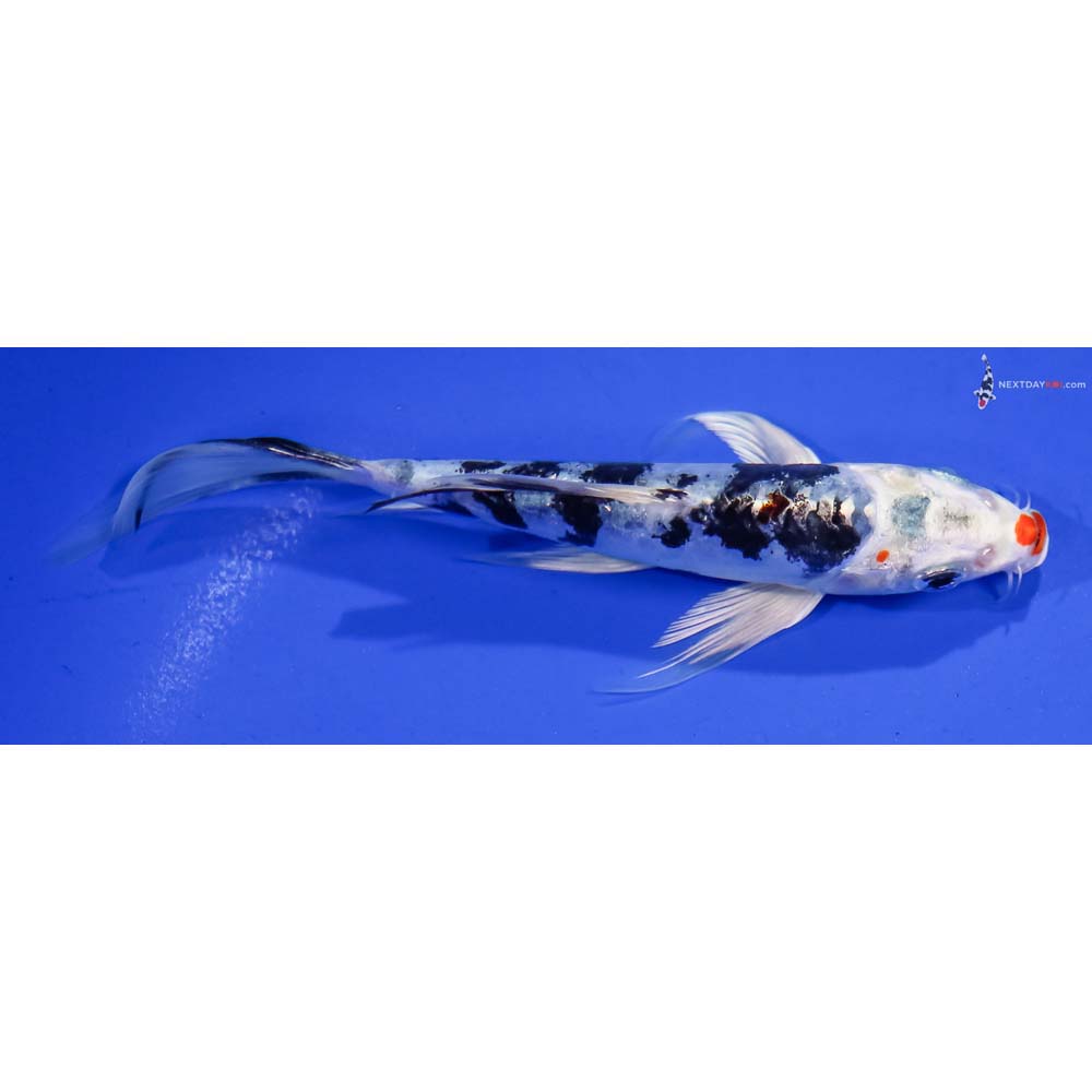 6” Imported Heisei Nishiki Butterfly Koi
