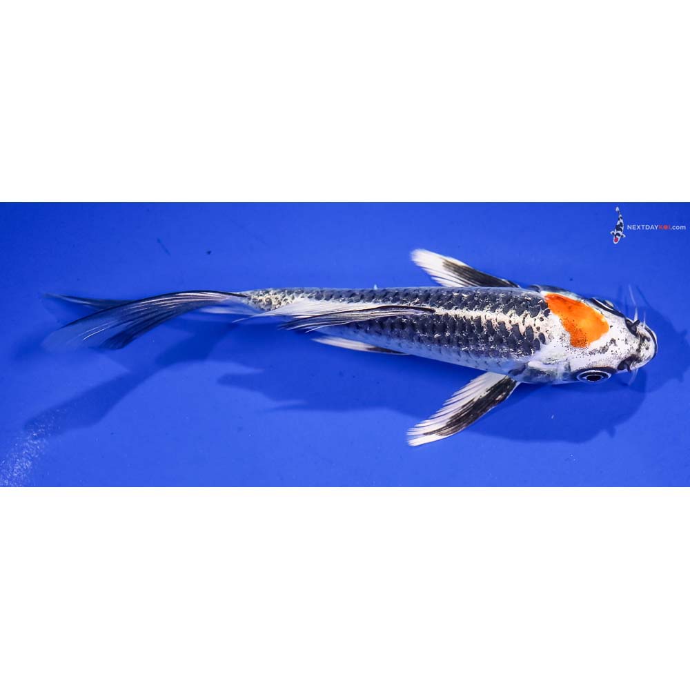 5.5” Imported Kujaku Butterfly Koi