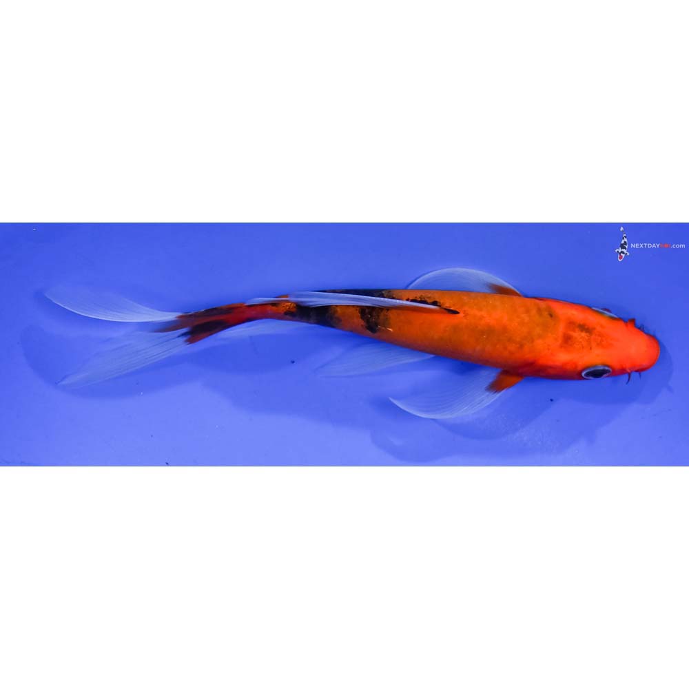 6” Imported Aka Bekko Butterfly Koi