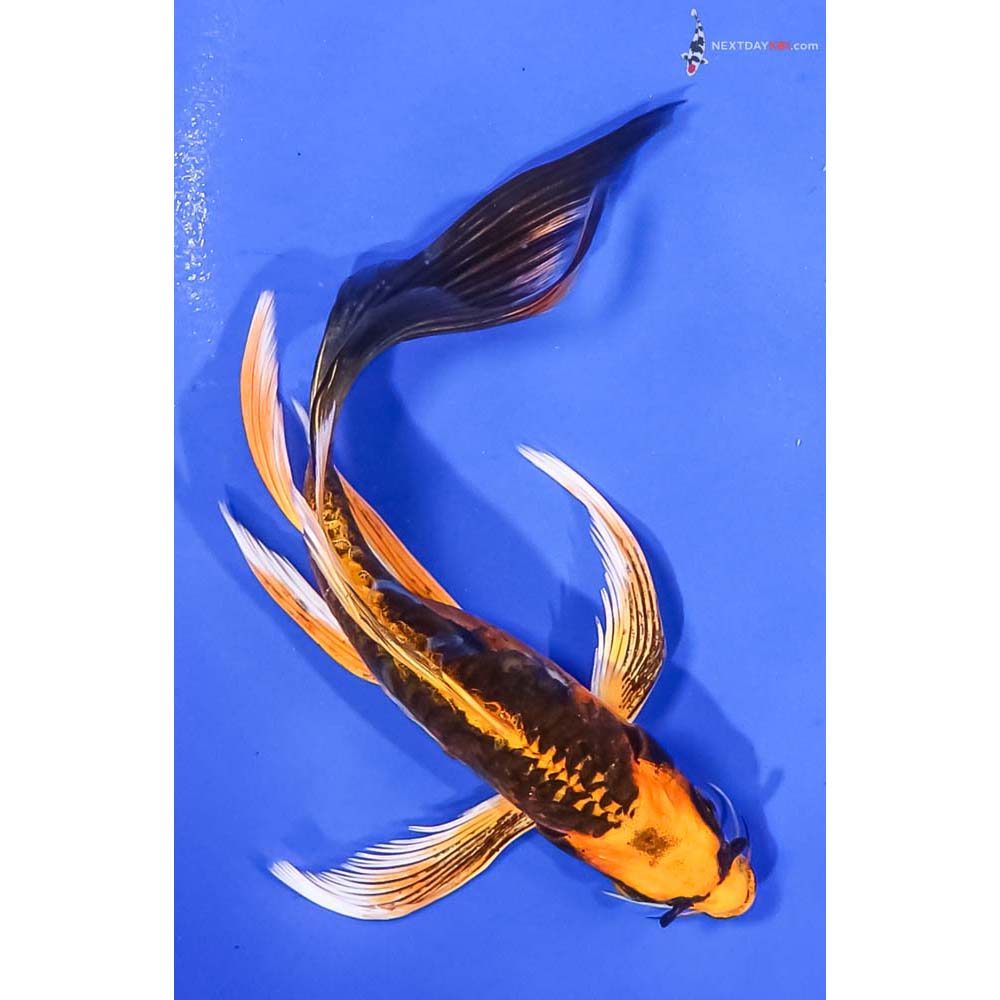 6” Imported Kin Kikokuryu Butterfly Koi