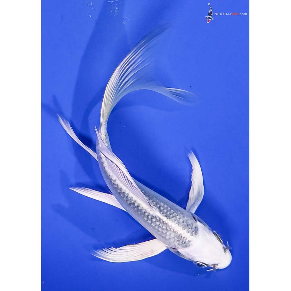 6” Imported Gin Matsuba Butterfly Koi