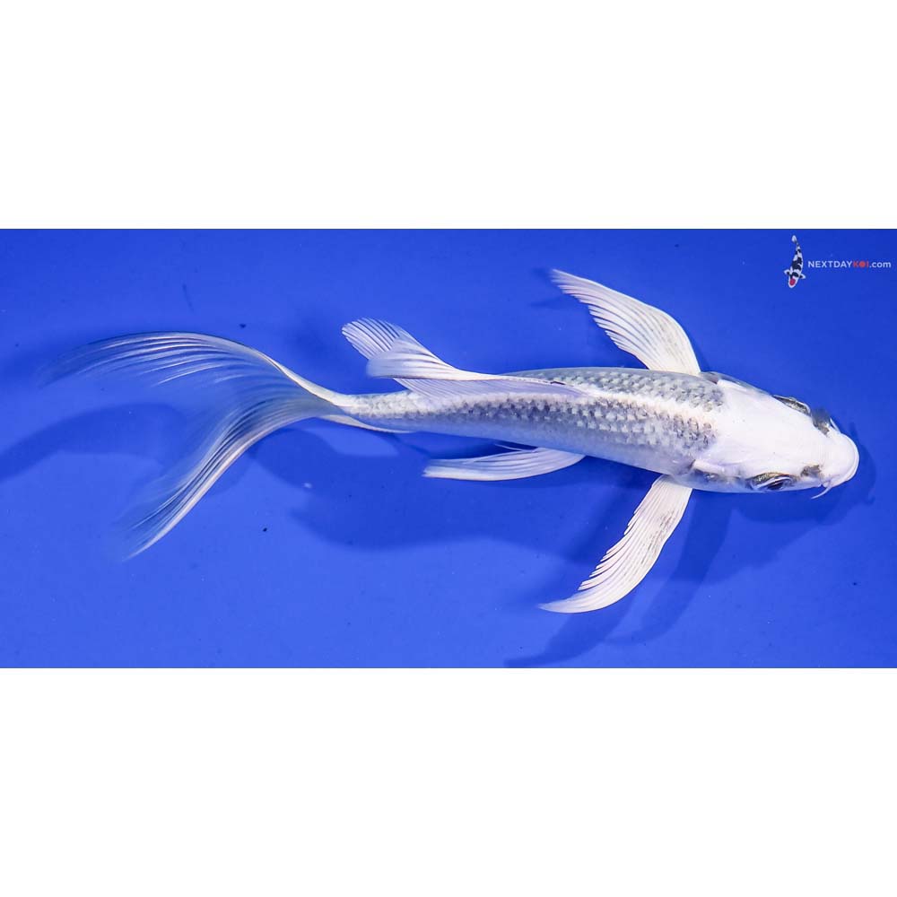 6” Imported Gin Matsuba Butterfly Koi