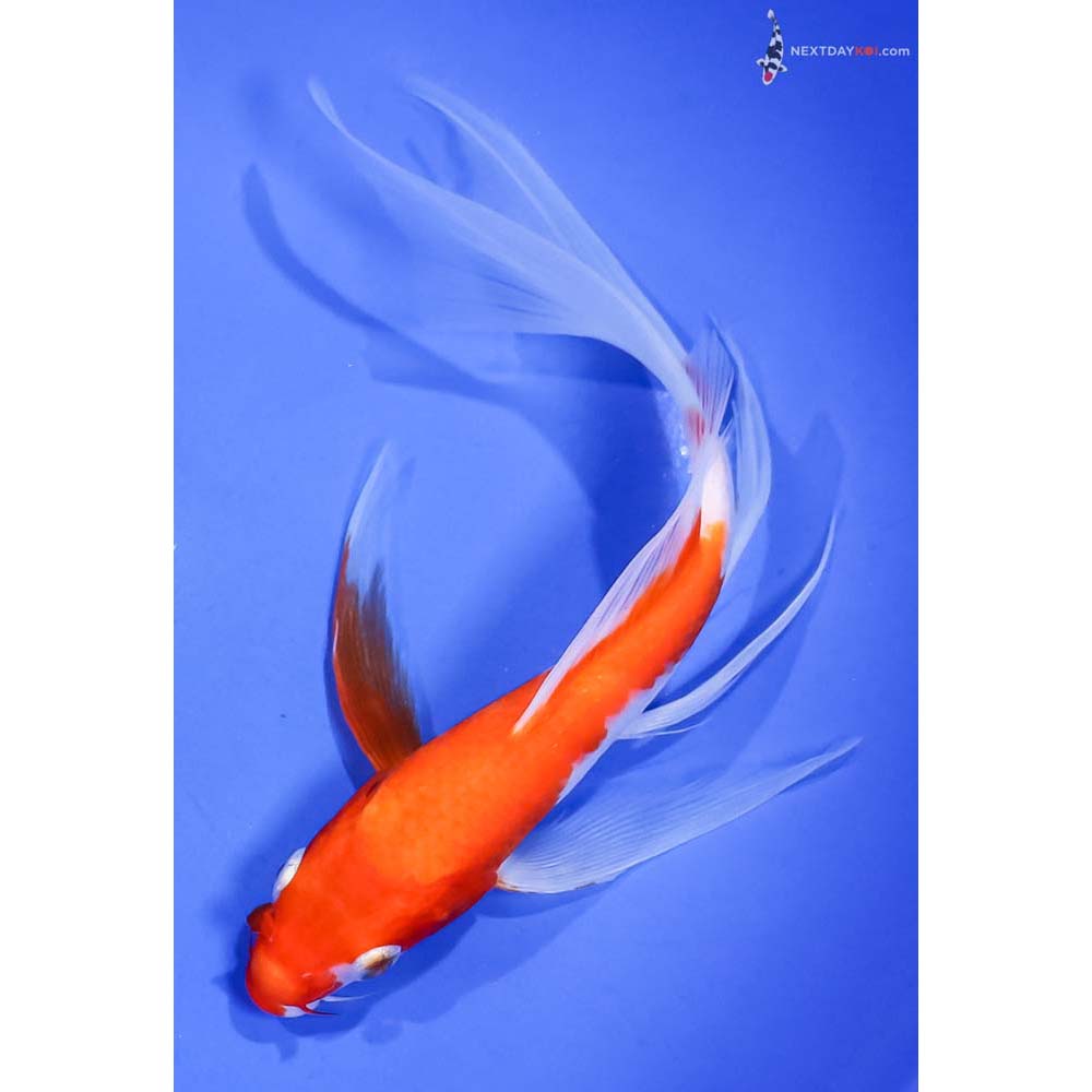 8” Imported Kohaku Butterfly Koi