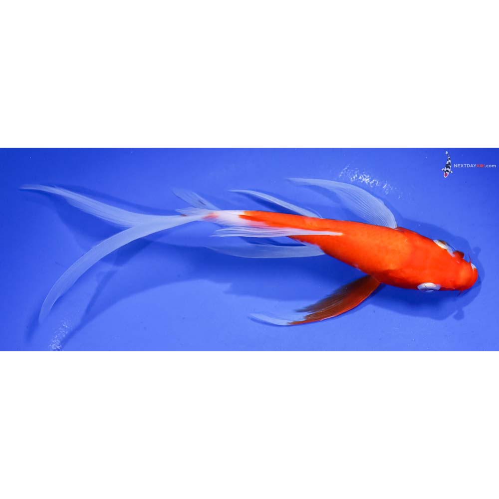 8” Imported Kohaku Butterfly Koi