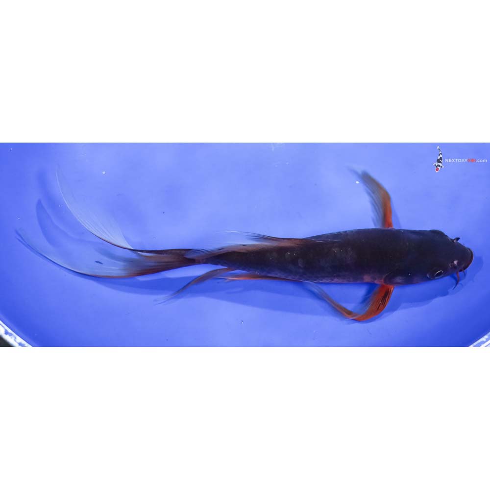 8” Imported Chagoi Butterfly Koi