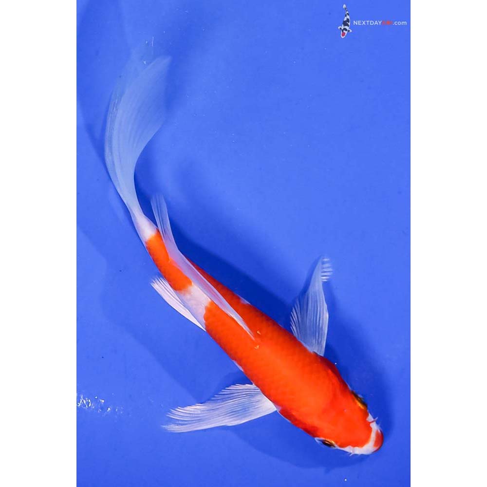 5.5” Imported Hariwake Butterfly Koi