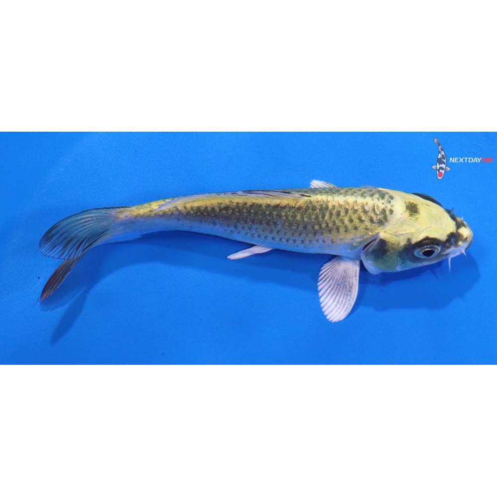 4.5” Imported Kujaku
