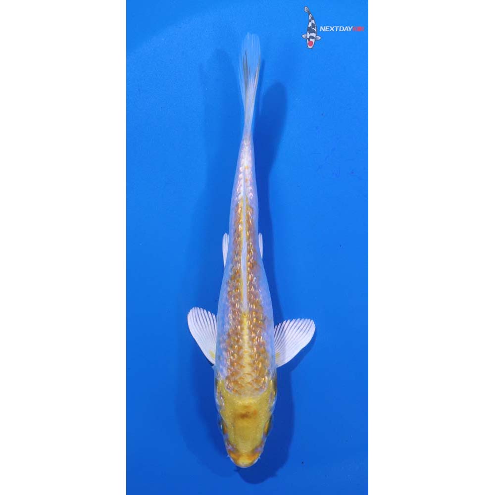 5” Imported Gin Rin Lemon Hariwake