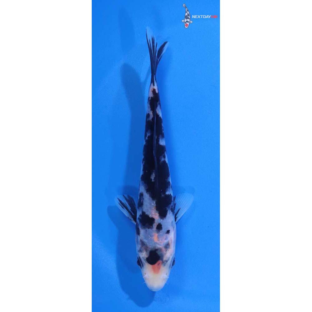 5” Imported Shiro Bekko