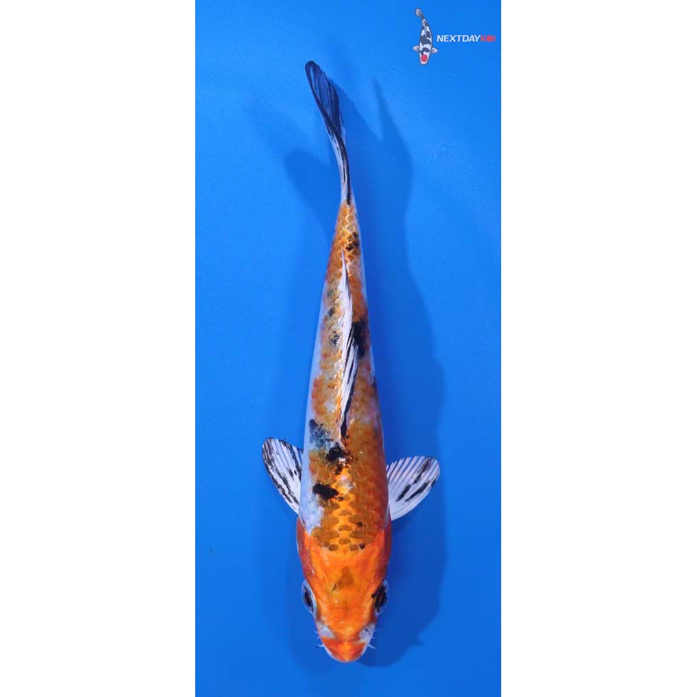 5” Imported Yamato Nishiki