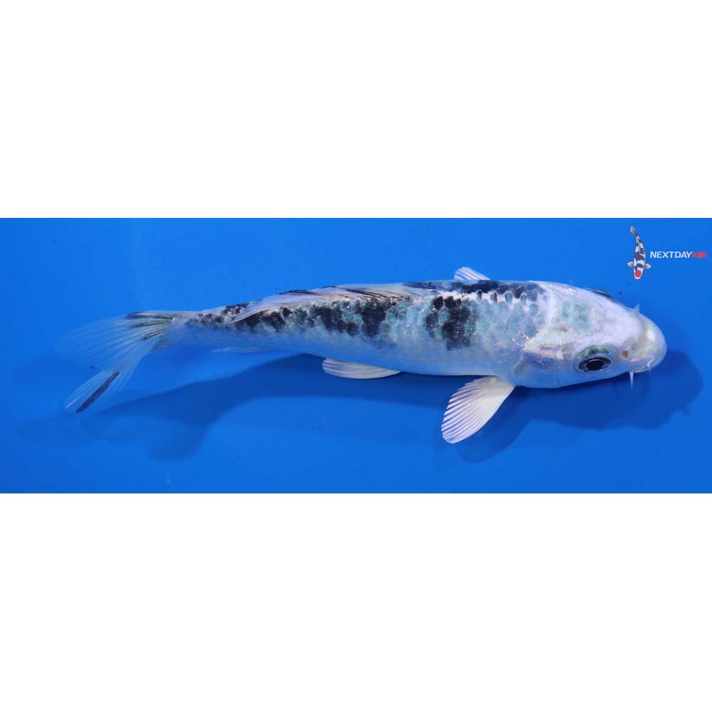 4.5” Imported Gin Shiro Bekko